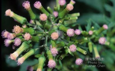 Erechtites hieraciifolius var. hieraciifolius 饑荒草