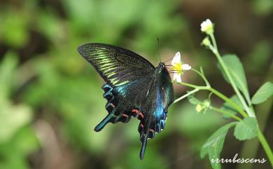 Papilio bianor kotoensis Sonan, 1927 翠鳳蝶蘭嶼亞種