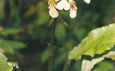 Calanthe alismifolia 細點根節蘭