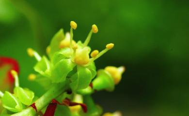 Parthenocissus dalzielii Gagnep. 地錦