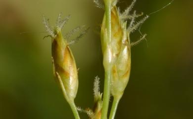 Fimbristylis eragrostis (Nees) Hance 紫穗飄拂草