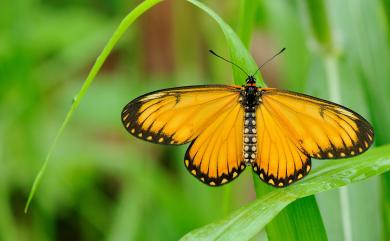 Acraea issoria formosana (Fruhstorfer, 1912) 苧麻珍蝶