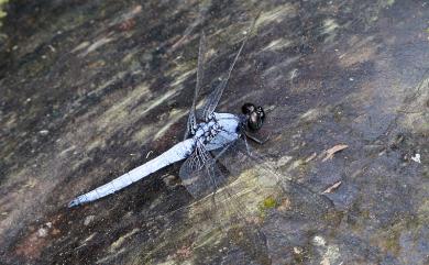 Orthetrum luzonicum Brauer, 1868 呂宋蜻蜓