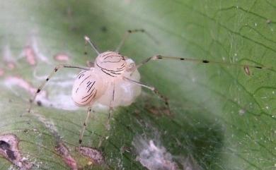 Scytodes pallida Doleschall, 1859 淡色花皮蛛