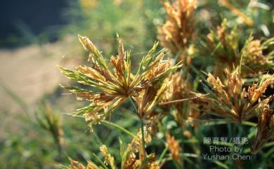 Spinifex littoreus (Burm.f.) Merr. 濱刺草