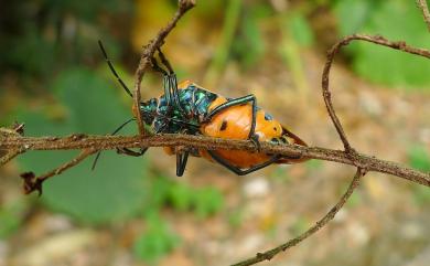 Cantao ocellatus (Thunberg, 1784) 角盾蝽