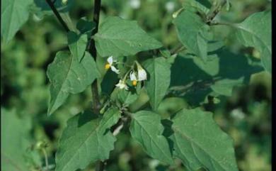 Solanum nigrum L. 龍葵