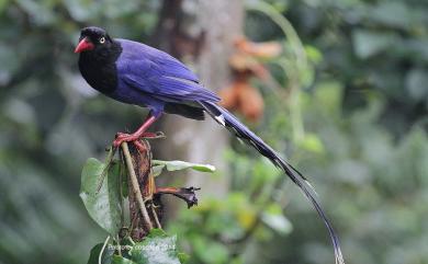 Urocissa caerulea Gould, 1863 臺灣藍鵲