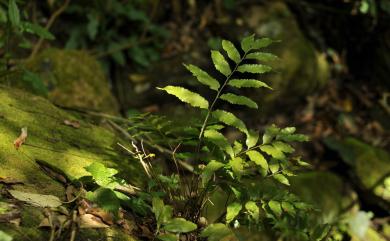 Bolbitis scalpturata 紅柄實蕨