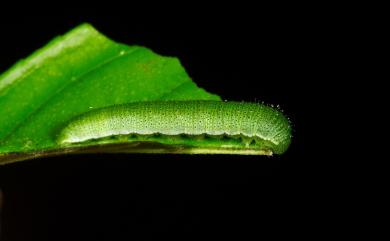 Gonepteryx amintha formosana 圓翅鉤粉蝶