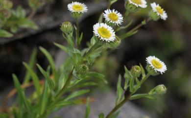 Erigeron morrisonensis var. morrisonensis 玉山飛蓬