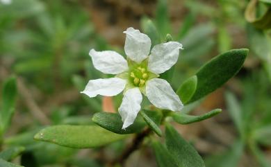 Pemphis acidula J.R.Forst. & G.Forst. 水芫花