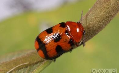 Aetheomorpha taiwana (Chujo, 1952) 臺灣短翅長筒金花蟲