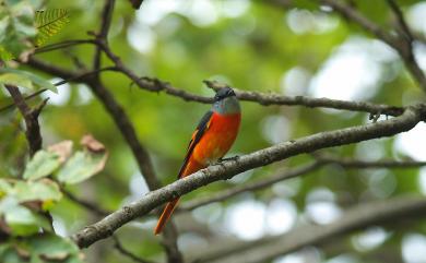 Pericrocotus solaris griseogularis (Gould, 1863) 灰喉山椒