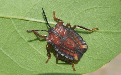 Tessaratoma papillosa (Drury, 1770) 荔枝椿象