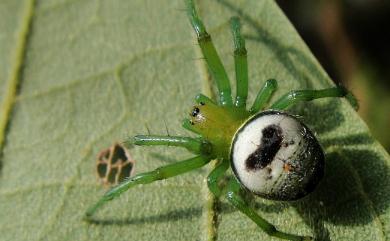 Araneus mitificus Simon, 1886 黑綠鬼蛛