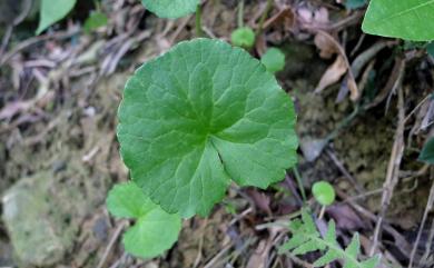 Centella asiatica (L.) Urb. 雷公根