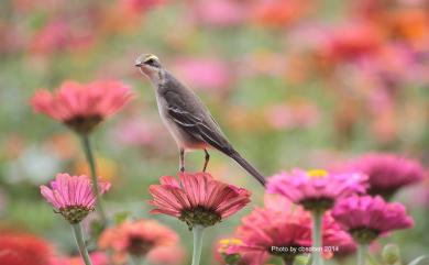 Motacilla tschutschensis taivana (Swinhoe, 1861) 東方黃鶺鴒(黃眉亞種)