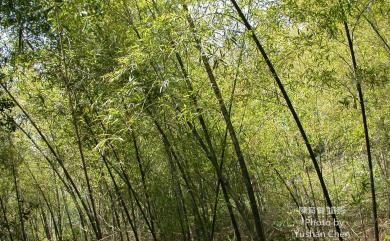 Phyllostachys makinoi 桂竹