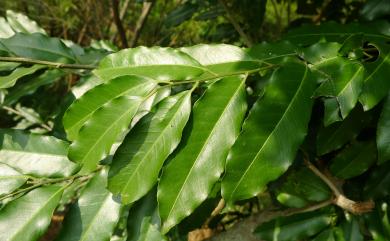 Liodendron formosanum (Kaneh. & Sasaki ex Shimada) H.Keng 臺灣假黃楊