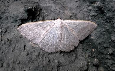 Lomographa platyleucata marginata (Wileman, 1914) 鉛灰素尺蛾