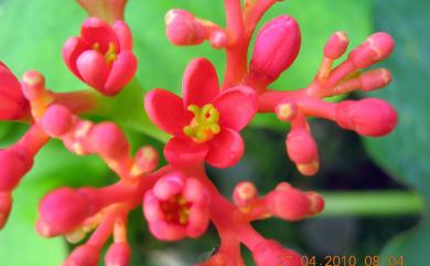 Jatropha podagrica Hook. 珊瑚油桐