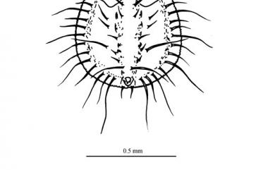 Aleurocanthus mangiferae Quaintance & Baker, 1917 檬果刺粉蝨