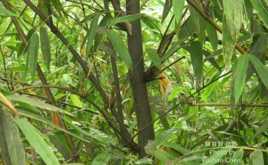 Dendrocalamus latiflorus Munro 麻竹