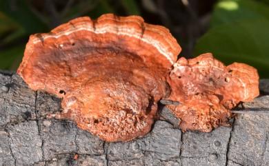 Pycnoporus sanguineus (L.: Fr) Murr. 血紅密孔菌