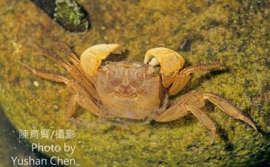 Orisarma dehaani (H. Milne Edwards, 1853) 漢氏東方蟹