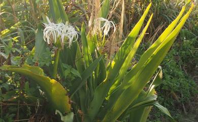 Crinum asiaticum 文珠蘭