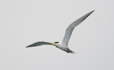 Thalasseus bergii cristatus (Stephens, 1826) 鳳頭燕鷗