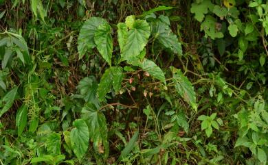 Begonia wutaiana 霧台秋海棠