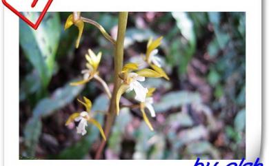 Oreorchis patens (Lindl.) Lindl. 細花山蘭