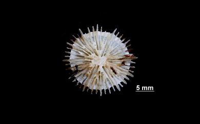 Deltocyathus philippinensis Cairns & Zibrowius, 1997 菲律賓角杯珊瑚