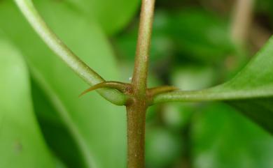 Pisonia aculeata 腺果藤