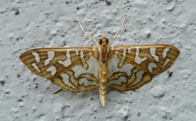 Nausinoe perspectata Fabricius, 1775 雲紋葉野螟蛾