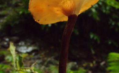 Lentinus velutinus 褐絨革耳