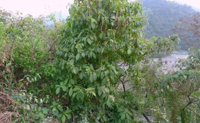 Wendlandia uvariifolia Hance 水錦樹