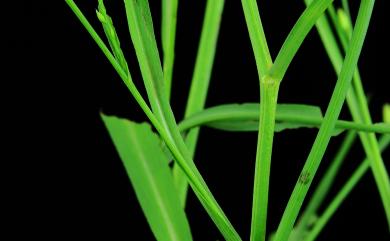 Aster subulatus var. subulatus 掃帚菊