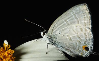 Catochrysops panormus exiguus (Distant, 1886) 青珈波灰蝶