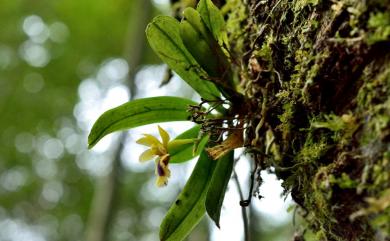 Haraella retrocalla (Hayata) Kudô 香蘭