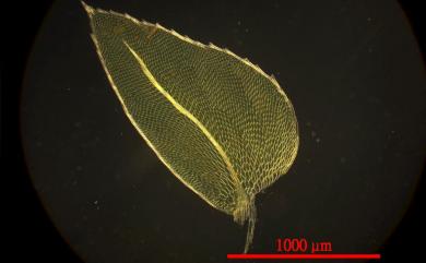 Hypopterygium japonicum 東亞孔雀苔