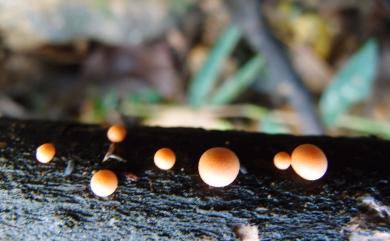 Lycogala epidendrum (L.) Fries 粉瘤黏菌