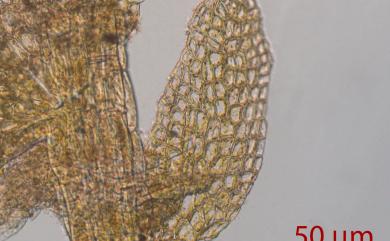 Cololejeunea latilobula (Herzog) Tixier 卵舌疣鱗蘚