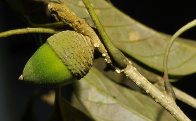 Quercus repandifolia 波緣葉櫟