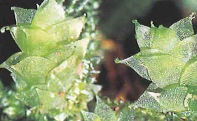 Hookeria acutifolia Hook. & Grev., 1825 尖葉油苔