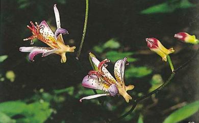 Tricyrtis formosana var. lasiocarpa (Matsum.) Masam. 毛果油點草