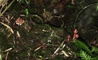 Balanophora harlandii Hook.f. 筆頭蛇菰