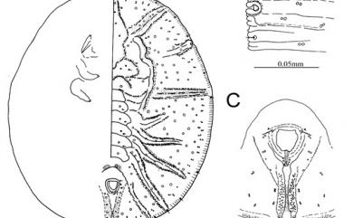 Rhachisphora alishanensis Ko, 1992 阿里山脊粉蝨